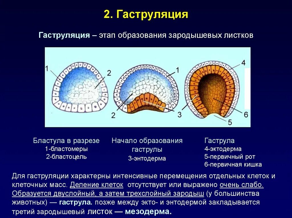 Образуется гастральная полость. Бластула гаструла нейрула. Гаструляция 3 слоя. 1 Этап гаструляции. Стадии развития бластула гаструла.