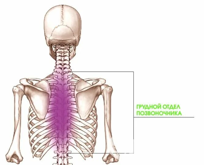 Грудной отдел. Грудной отдел позвоночника. Груднлйотдел позвоночника. Грудной тдел позвоночника.