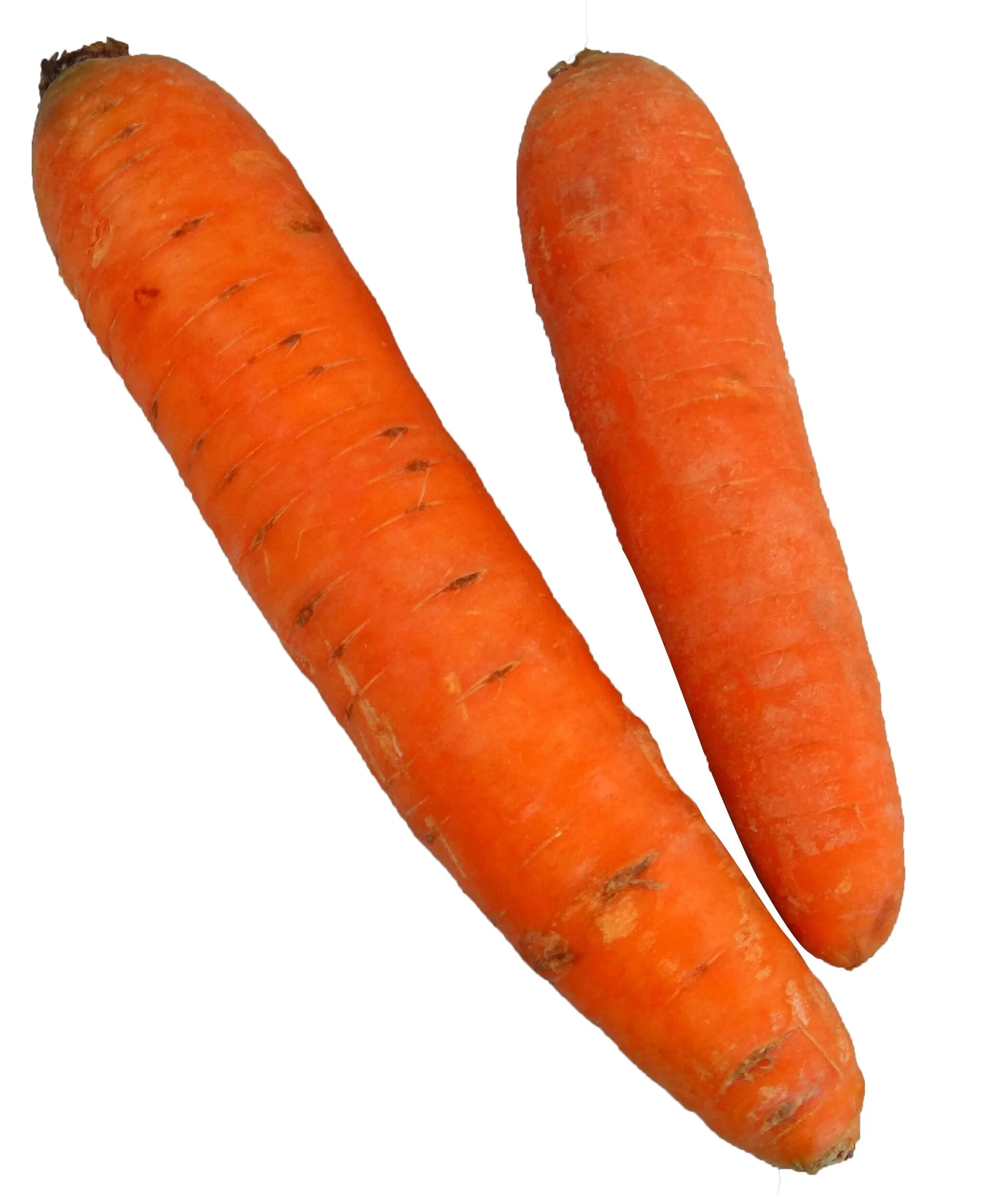 Carrot vegetable. Морковь. Овощи по отдельности. Оранжевая морковь. Крупная морковь.