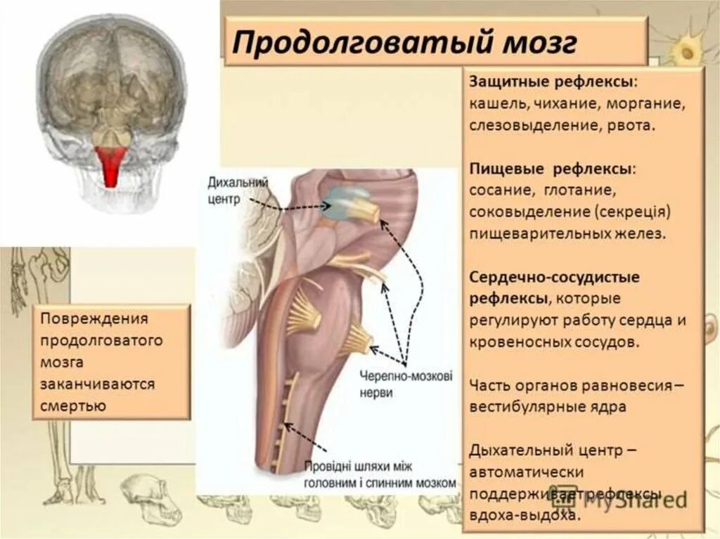 Функции продолговатого отдела головного мозга. Продолговатый мозг функции защитные рефлексы. Анатомия функции продолговатого. Голотопия продолговатого мозга.