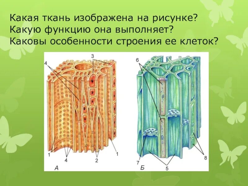 Какому типу ткани относится. Ткань в клетку. Проводящая ткань. Какие ткани изображены на картинке. Проводящая ткань рисунок.