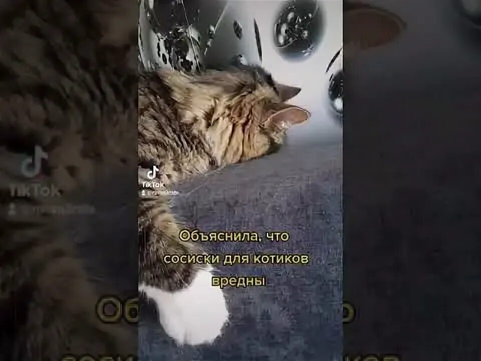 Песни из тик тока с котиками. Кот обиженный тик ток. котики из тик тока. злой котенок тик ток. злой кот из тик тока.