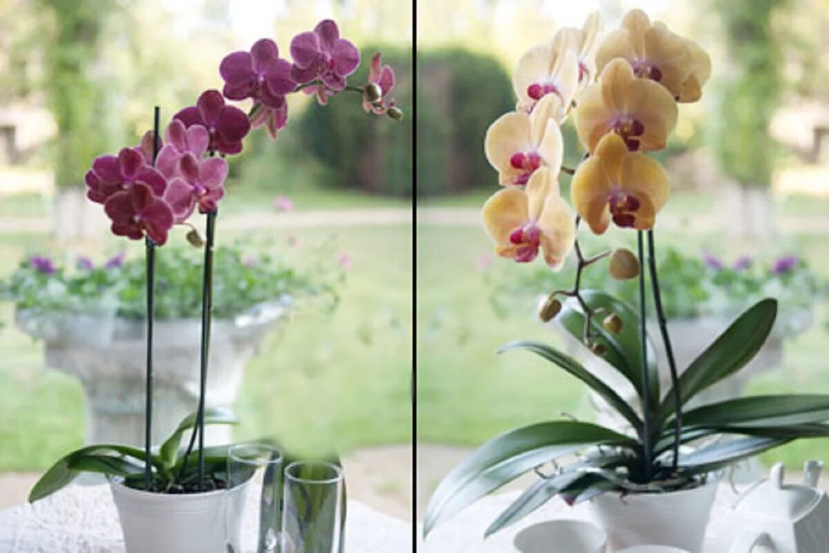 Орхидея после цветения уход в домашних условиях. Орхидея срезанная. Орхидея домашнее цветение. Шикарное цветение орхидей. Орхидея до цветения.