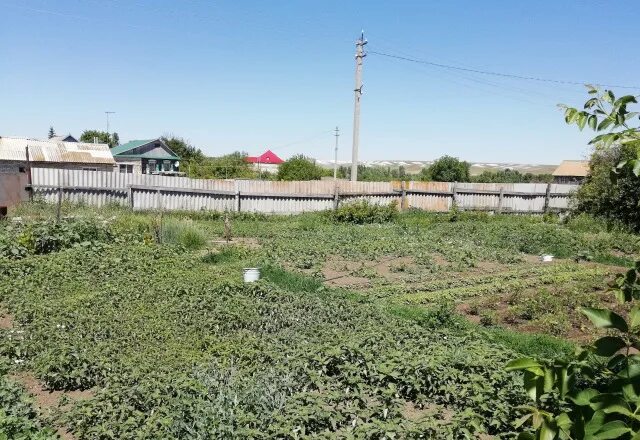 Щербаковский парк камышин. Волгоградская область пановка камышинский. Волгоградская область пановка камышинский. Волгоградская область пановка камышинский. Волгоградская область пановка камышинский.