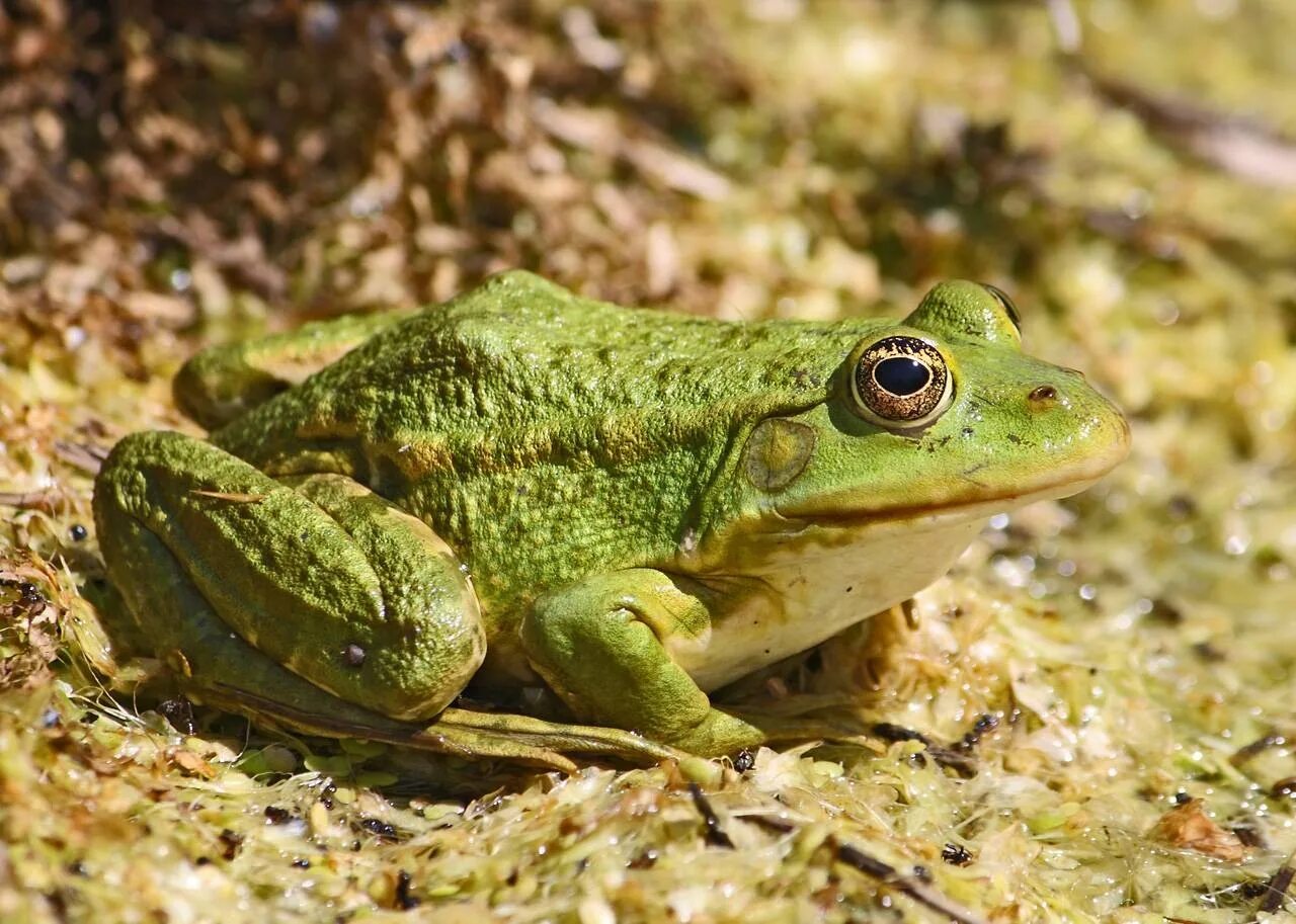 Лягушка класс животных. Филобус лягушка. Pelophylax esculentus. Земноводные бесхвостые зелёная лягушка. Лягушка Озерная и Прудовая.