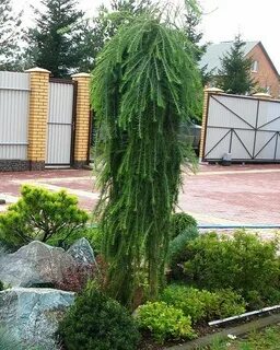 Стиф випер