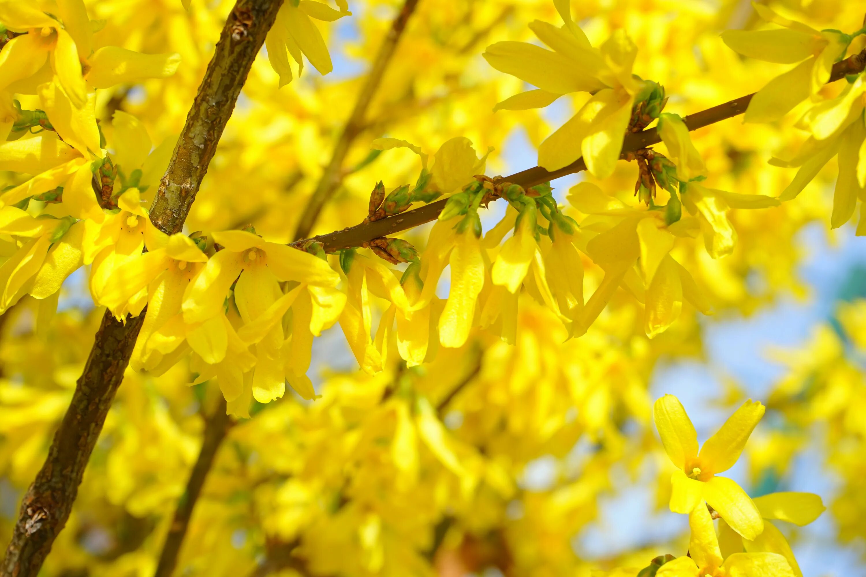 Форзиция (форсайтия). Форзиция Медоуларк. Форзиция пониклая "Forsythia suspensa". Куст желтыми цветами без листьев