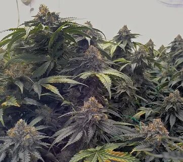 Bubba's Gift: a wonderful accident - Humboldt Seeds Organization 