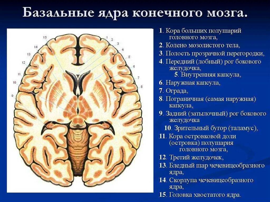 Подкорковые ядра полушарий. Подкорковых ядер больших полушарий головного мозга. Базальные ядра конечного мозга анатомия. Подкорковые ядра головного мозга анатомия. Базальные подкорковые ядра головного мозга.