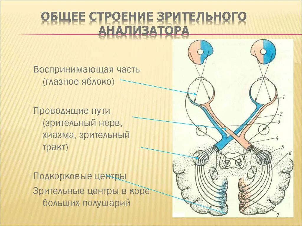 Схема периферического отдела зрительного анализатора. Анализаторы зрительный анализатор строение. Структурно-функциональная схема зрительного анализатора физиология. Функции рецепторного отдела зрительного анализатора. Проводниковый отдел анализатора состоит