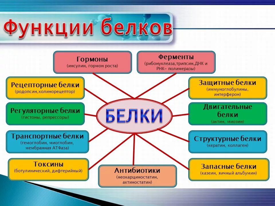 Перечислите функции белков в организме человека. Функции белков в организме человека схема. Биологическая роль структурной функции белков. Функции белков схема.