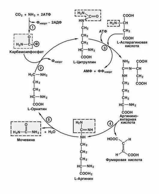 Схема орнитинового цикла синтеза мочевины. Схема орнитинового цикла биохимия. Реакции орнитинового цикла схема. Схема синтеза мочевины орнитиновый цикл. Орнитиновый цикл реакции
