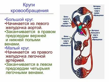 Укажите правильную последовательность артерий