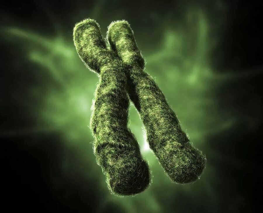Вторая х хромосома. Хромосома. Икс хромосома. Хромосомы фото. Хромосома зеленая.