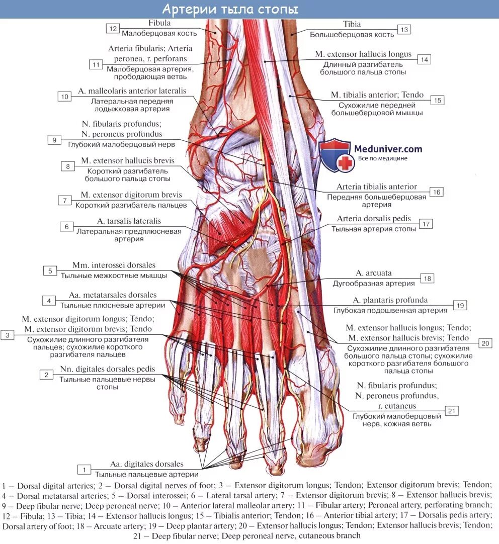 Область голеностопного сустава топографическая анатомия. Тыльная артерия стопы схема. Анатомия голеностопного сустава сосуды и нервы. Тыл стопы топографическая анатомия. Топографическая анатомия сухожилий
