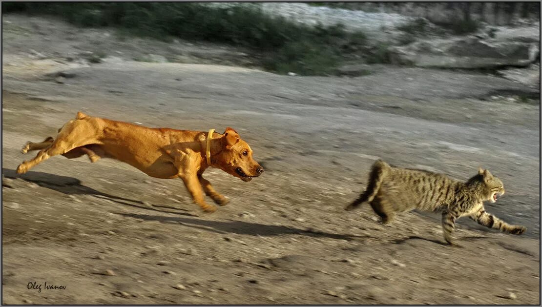 Кошка гонится. Кошка бежит. Кот убегает от собаки. Собака бежит за кошкой. Собака догоняет кошку.