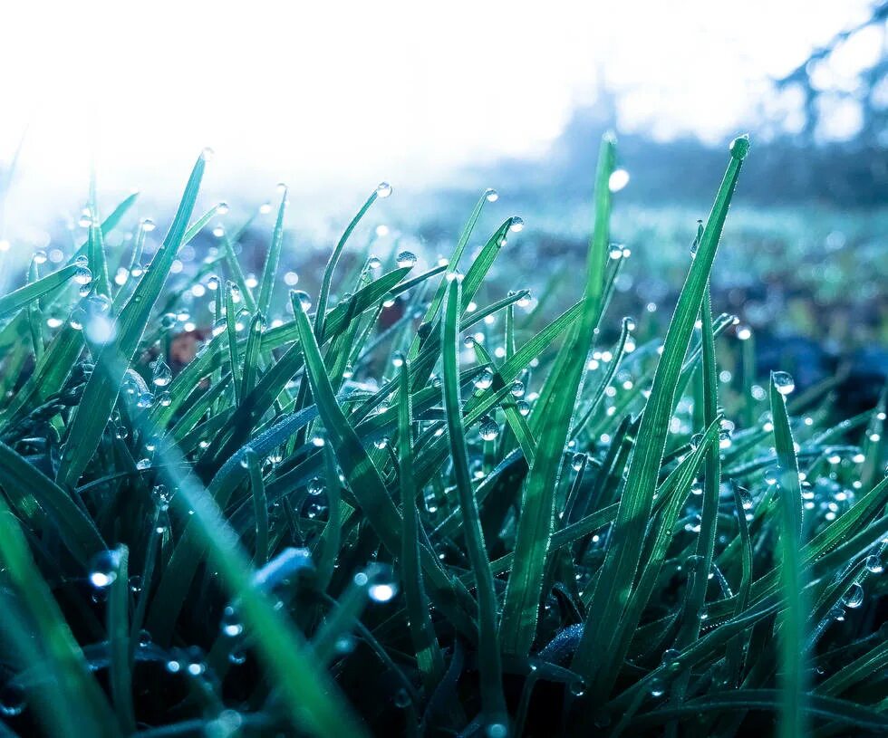 Трава омытая дождем. Трава после дождя. Травка после дождя. Трава зеленая после дождя. Дождь газон.