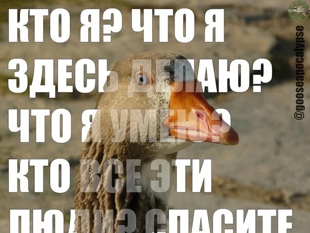 Мемы про первый рабочий день после отпуска Магазин Горящих Путевок Химки, Красногорск. Запись со стены. Кошки, Мемы, Работы