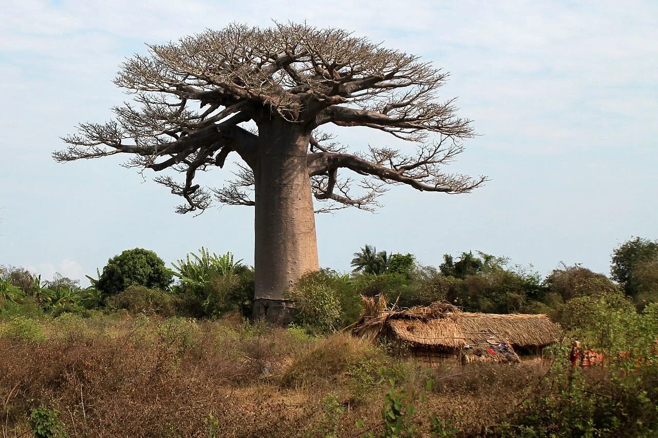 Баобаб (Адансония пальчатая. Adansonia rubrostipa. Адансония Мадагаскарская. Баобаб Санлэнд.