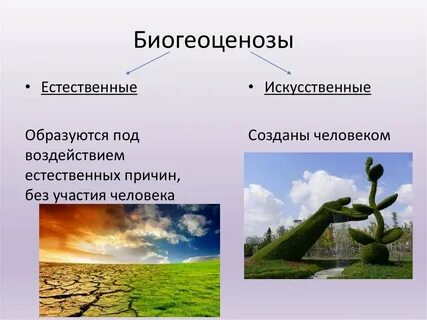 Естественные экологические системы ландшафты и комплексы