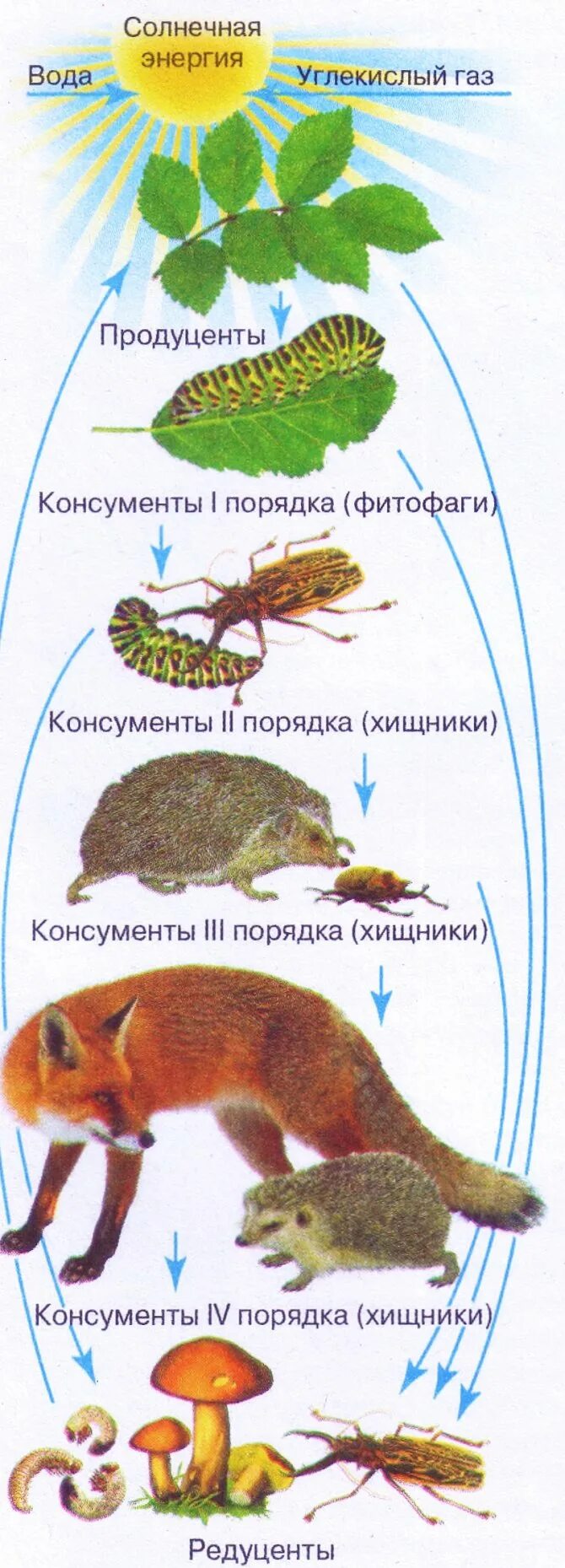 Выбрать пример редуцента. Цепь питания продуценты консументы редуценты. Цепь питания редуценты продуценты. Цепь питания редуцентов консументов продуцентов. Пищевая цепочка с консументами и редуцентами.