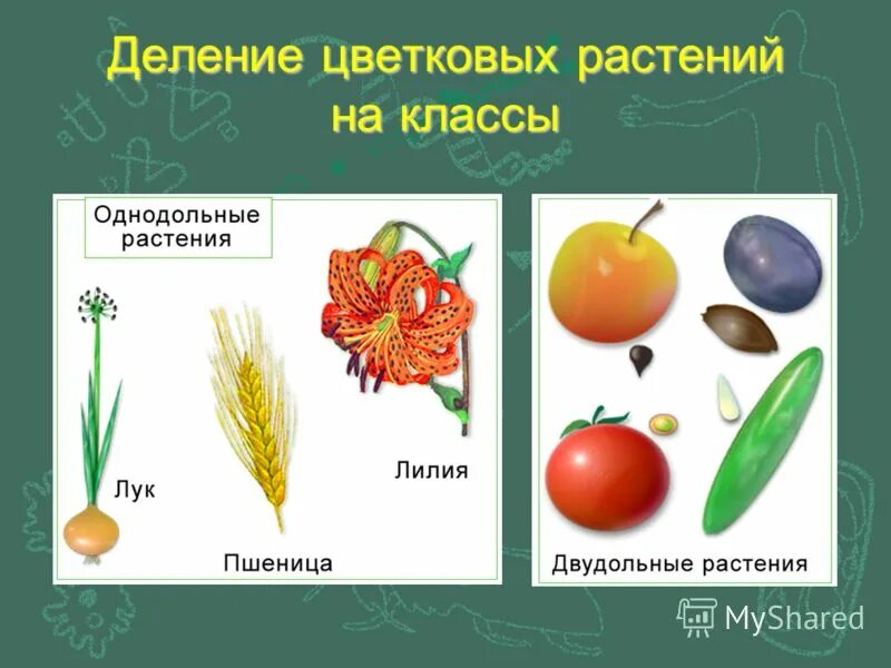 Покрытосеменные два класса. Покрытосеменные растения класс двудольные. Покрытосеменные растения Однодольные и двудольные. Однодольные и двудольные растения примеры. Однодольные и двудольные растения примеры растений.