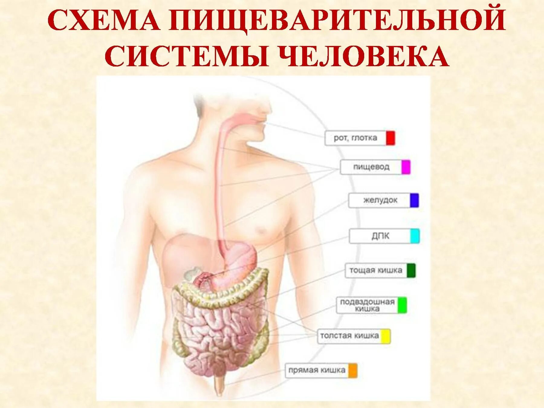 Схема пищеварения углеводов. Пищеварительная система человека переваривание пищи. Пищеварительная система человека схема. Схема пере варивания рищи. Вещества обеспечивающие переваривание пищи