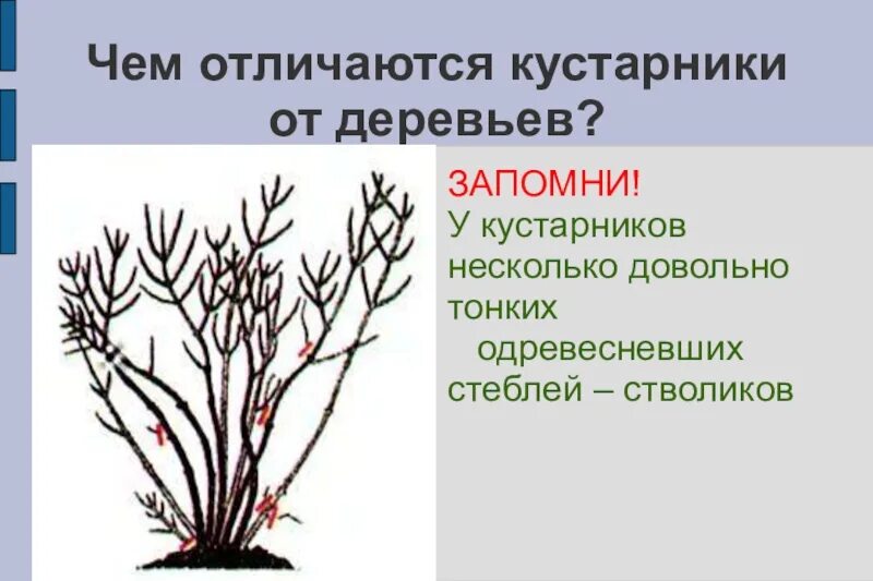 Каково строение кустарника. Строение кустарника. строение кустарника для детей. отличие дерева от кустарника. строение куста для дошкольников.