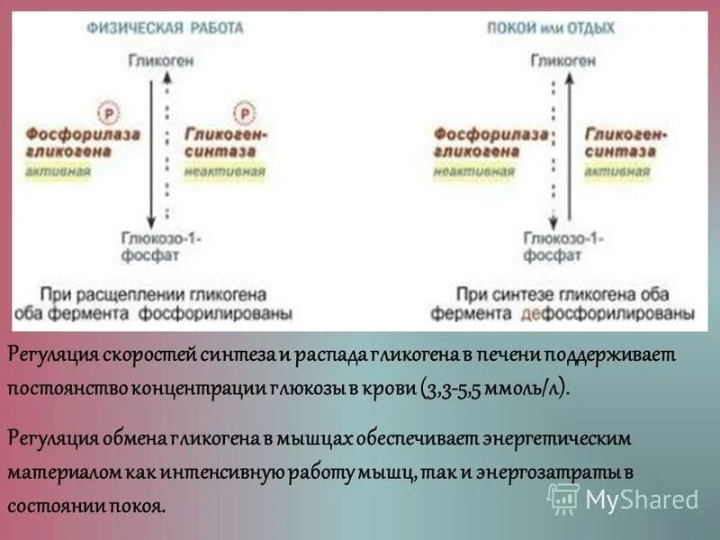 Стимулирует синтез гликогена в печени