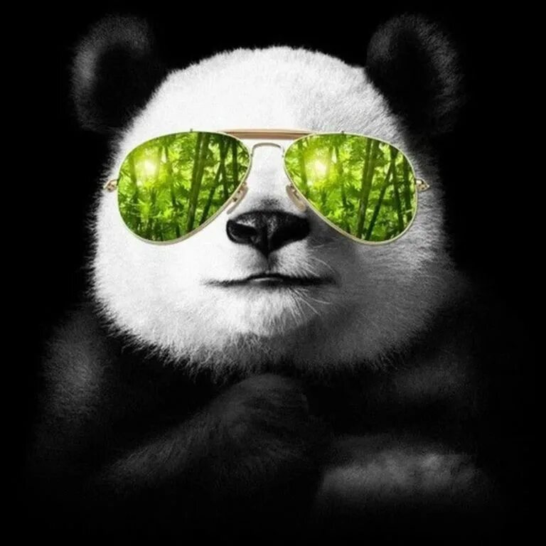Аватарки для whatsapp для мальчиков. Панда в очках. Дканда в осках. Аватарка. Крутая Панда.