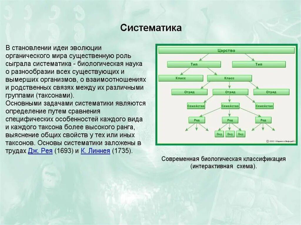 Что является органическими миром. Систематика. Классификация в биологии. Систематика и Эволюция растений.