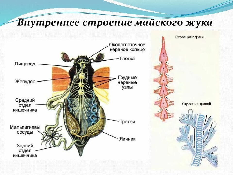 Строение насекомого майского жука. Внутреннее строение майского жука схема. Внутреннее строение майского жука. Внутреннее строение майского хруща. Выделительная система насекомых схема.