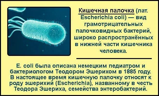 Escherichia coli что это у мужчин. Эшерихия коли заболевания. Бактерия кишечная палочка. Микроб кишечная палочка.