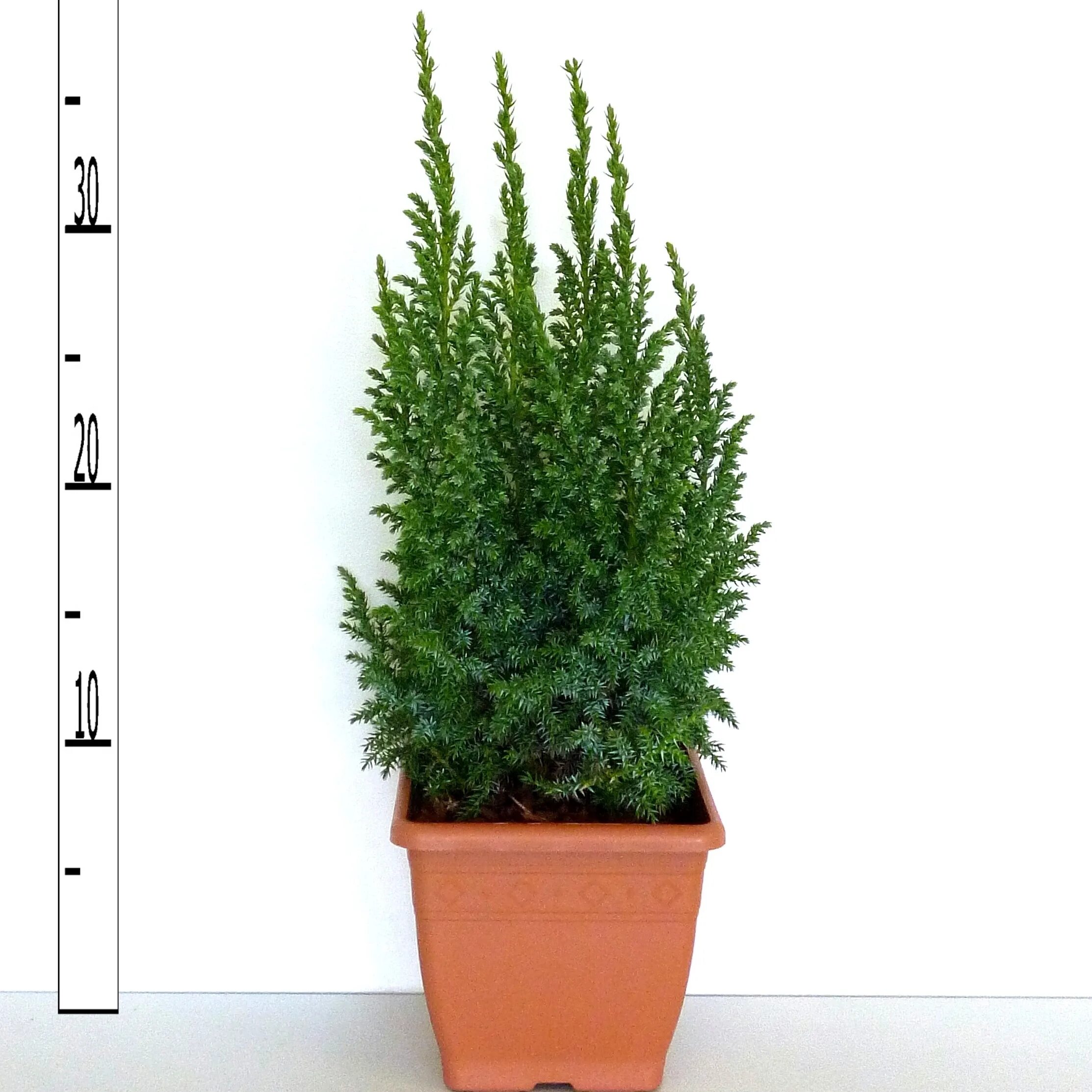 Можжевельник лодери описание. Можжевельник loderi (лодери). Туя лодери. Туя лодери. Можжевельник чешуйчатый лодери.