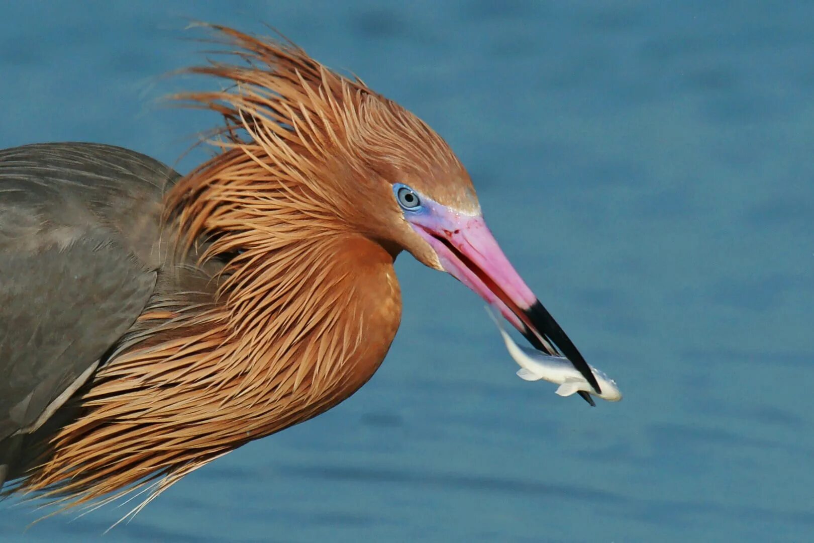 Голубоногая цапля. Reddish Egret птица. Голубоногая олуша. Птицы Карибского моря.