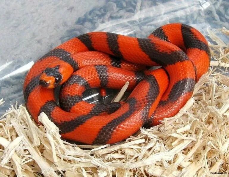 Красный полоз. Гондурасская молочная змея. Гондурасская Королевская змея. Аспид змея. Змея молочная полоз.