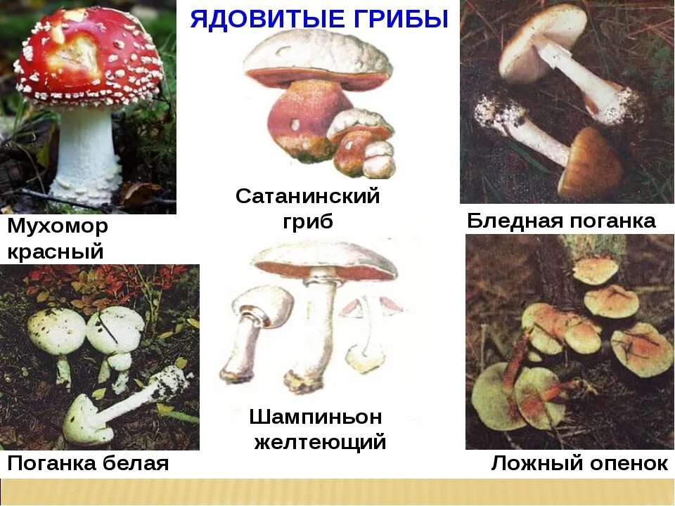 несъедобные грибы хабаровского края. сатанинский гриб , мухомор , бледная поганка. несъедобные пластинчатые грибы. ядовитые грибы ядовитые грибы. съедобные грибы несъедобные грибы ядовитые.