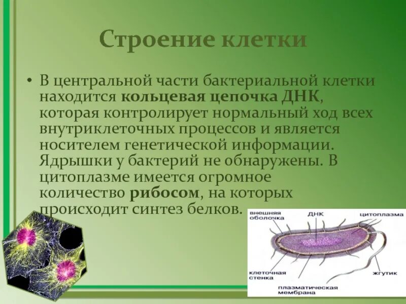 Клеточный центр у бактерий. Клеточнеый центр в бакиериальнрй клеиуе. Клеточный центр бактериальной клетки. Носители наследственной информации в бактериальной клетке. Наследственная информация у бактерий