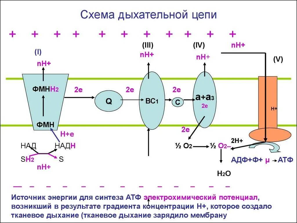 Биохимия электрон. Дыхательная цепь (цпэ): строение. дыхательная цепь электронов биохимия. дыхательная цепь митохондрий биохимия. структура и функции компонентов дыхательной цепи.