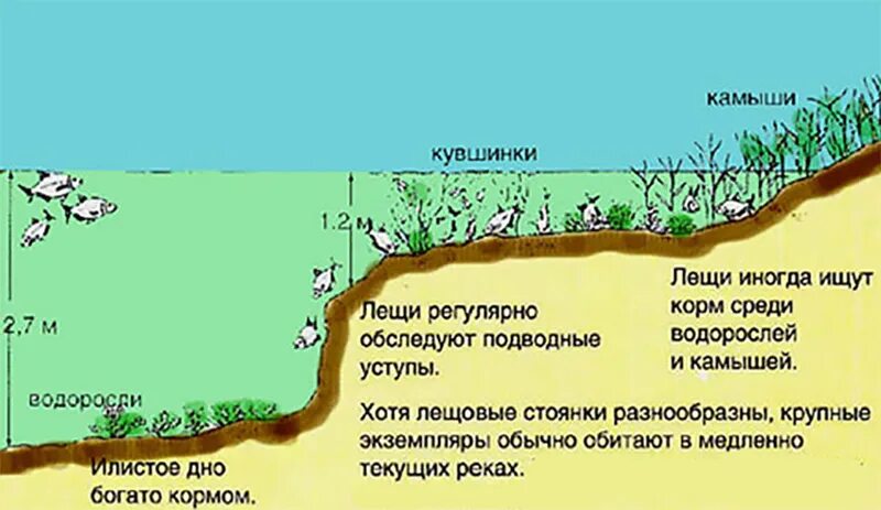 Места ловли леща. Места ловли леща на реке. Места обитания леща на реке. Места кормежки леща. В каких местах ловят рыбу