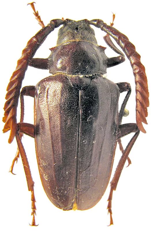 Жук-усач (Cerambycidae). Жук триба Prionini. Жук усач кожевенник. Жуки род. Откуда род жуковых