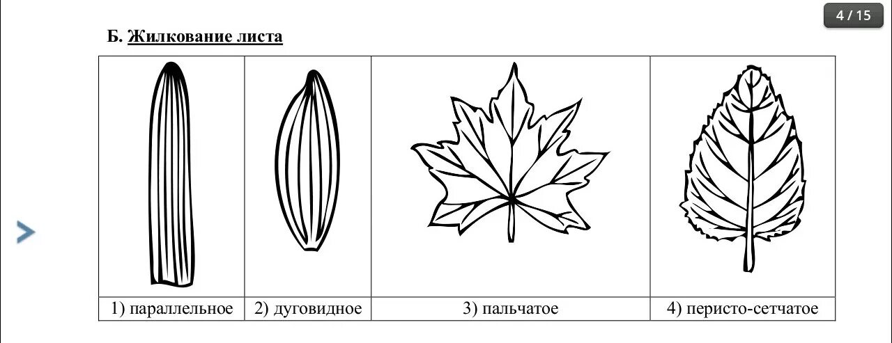 Параллельное жилкование листьев рисунок. Тип жилкования листа пальчатое. Пальчатое жилкование листа рисунок. Жилкование листа 1 параллельное 2 дуговидное 3 пальчатое 4 перистое.