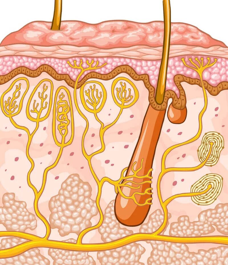 В каком слое расположены сальные железы. Кожа человека.