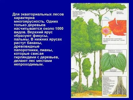 Верхний или средний ярус
