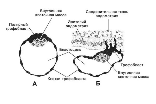Полярная пролиферация трофобласта. Дифференцировка трофобласта на цитотрофобласт и синцитиотрофобласт. Бластоциста эмбриобласт. Трофобласт у зародыша. Бластоциста и трофобласт.