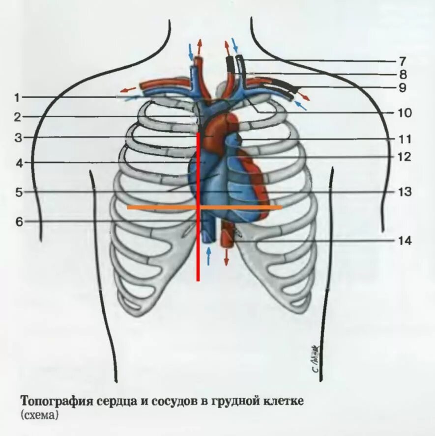 Топография сердца и сосудов в грудной клетке. Границы сердца анатомия топография. Топография сердца человека анатомия. Топографическая анатомия грудной клетки и органов грудной.