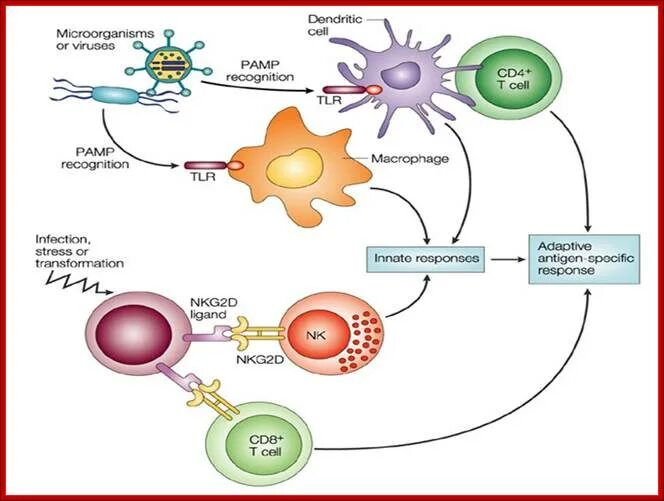 Иммунная супрессия. Дендритне коетки иммуноология. Дендритные клетки иммунология. Клетки врожденного иммунитета дендритная клетка. Миелоидные дендритные клетки.