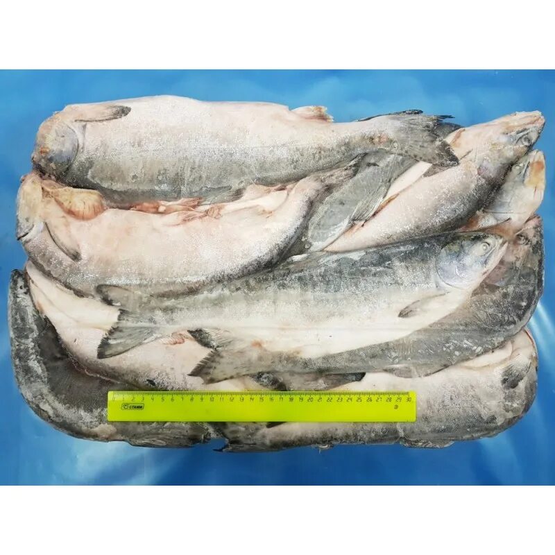 сельдь тихоокеанская свежемороженая. свежемороженую оптом. скумбрия н/р 300-600 мороженая.