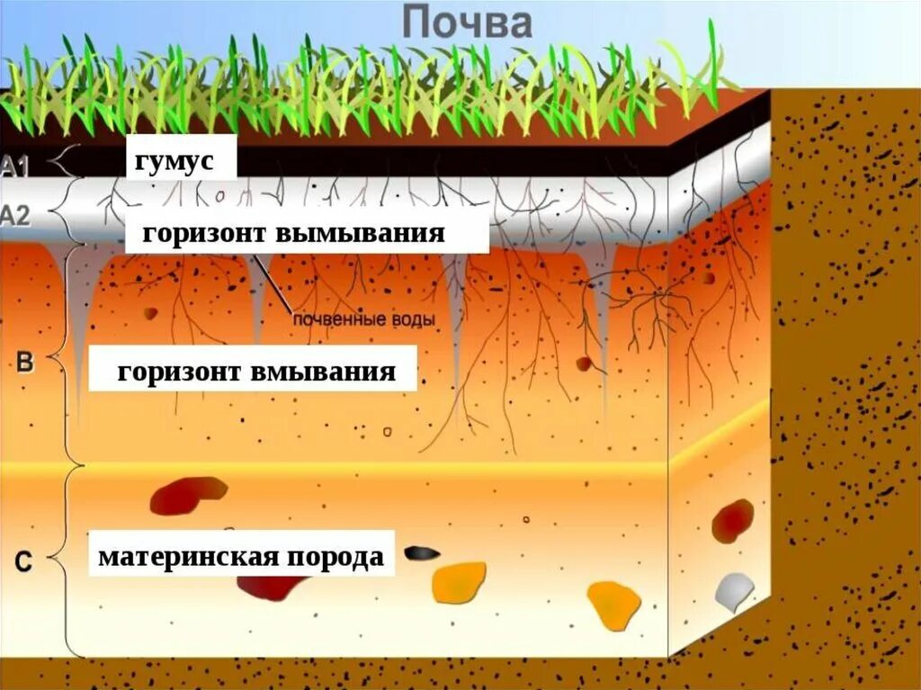 Материнская порода гумусовый вымывания вмывания. Гумусовый почвенный Горизонт почвы. Строение почвы гумусовый Горизонт. Почва состав гумус,Горизонт вымывания. Гумусный слой почвы это.