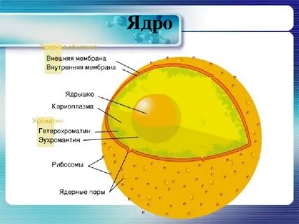 Ядерная оболочка рисунок